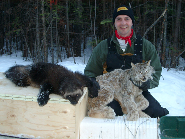 Alberta's Gordy Klassen with a wolverine and a lynx