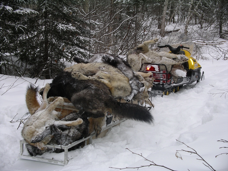 Gordy Klassen's sled full of wolves