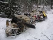 Gordy Klassen's sled full of wolves