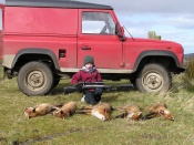 Ronan Galbraith (Son of Niel Galbraith) with a few fox taken on one farm just before lambing time in Northern Ireland