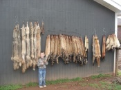Jeff Prieboy's proud son with some of his dad's fur