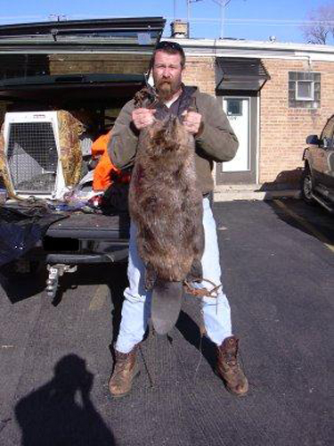Ron Schrader with a huge 68 pound beaver trapped in Northeast Illinois