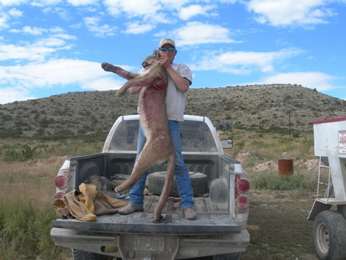 Texan, John Fehner, holding a nice mountain lion he trapped
