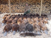 Northcountry with a pile of beaver