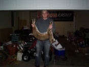 Tony Doan did a great job catching this bobcat on his trapline