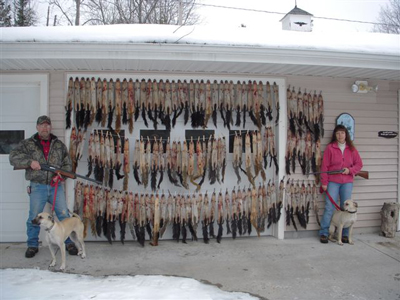 Terri Haken has had many successful days in the woods with her Black Mouth Curs.