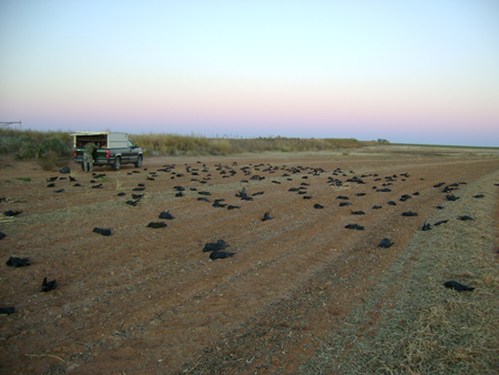 Bob Aronsohn from Kansas with a big number of crows.