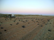 Bob Aronsohn from Kansas with a big number of crows.