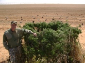 Bob Aronsohn is very well known for taking large numbers of crows.