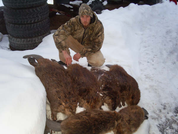 Lance Galbraith from Northern Idaho with a few of his big beaver he caught on his nuisance beaver line.