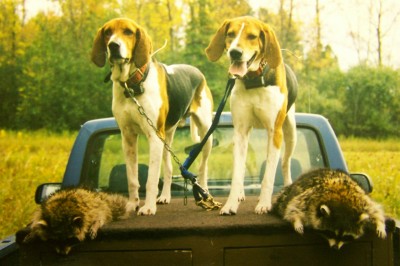Dan Greve's Walkers with a couple of coon