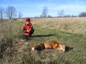 What a great photo of Zac Carl with his first Red Fox