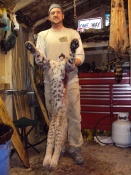 Layton Severeide of Powell, Wyoming with a nice bobcat