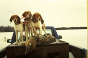 Dan Greve's hounds with a coyote