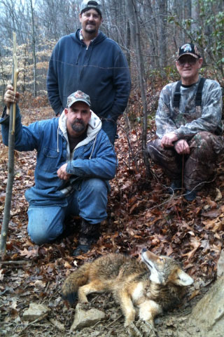 Ted Rakes Jr. from Ranger, WV, dad Ted Rakes Sr, Uncle Robert Rakes and Papaw Roy Spry teamed up to catch the biggest coyote they haven taken so far.  It stretched 52" and weighed 35lb.