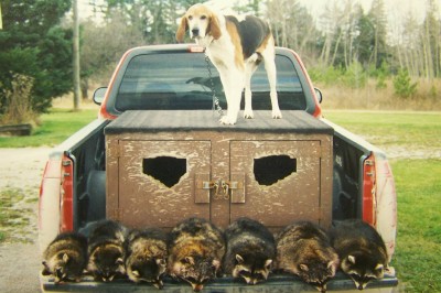 Dan's Spike Dog with a few coon