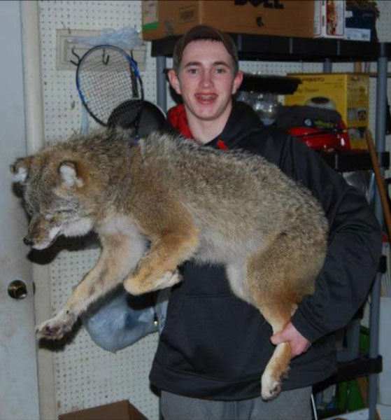 Korey Casey snared this nice coyote in Michigan