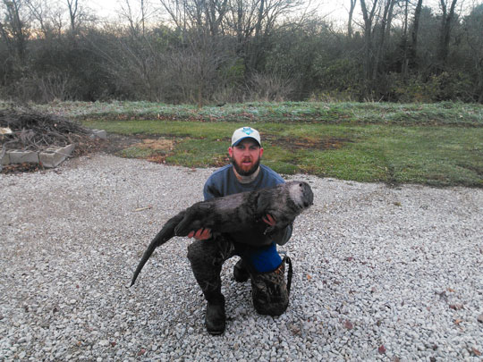 Brandan Edrington with a large Illinois river otter. First of the 2014-15 season.