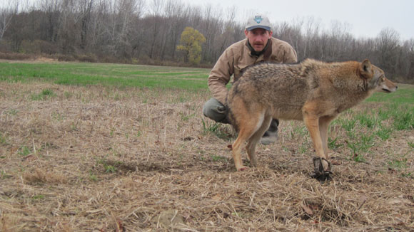 Mike Quinlan with a very nice New York coyote.