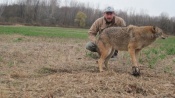Mike Quinlan with a very nice New York coyote.