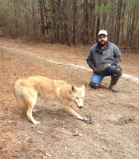 John Carelock from Arkansas with a nice coyote