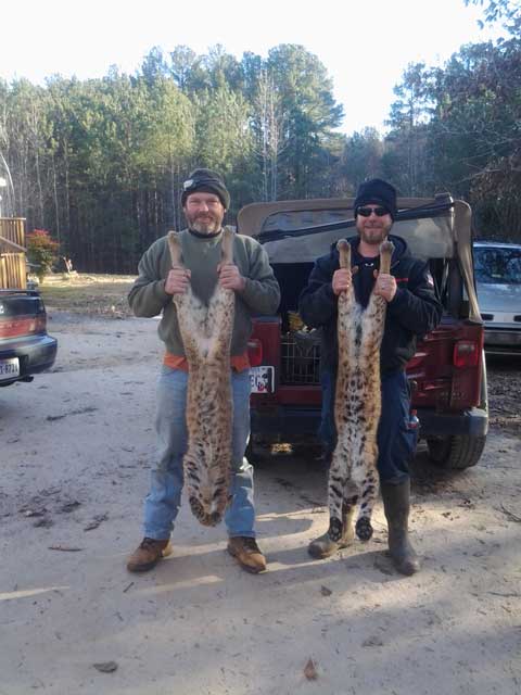 Dwyne Shores and Grayson Reid with a couple of nice Virginia bobcats