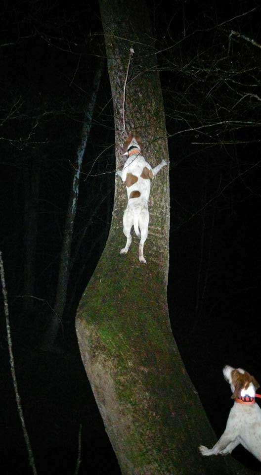 Team Hard Kennels Highway climbing the tree to get the coon