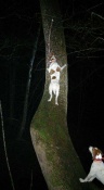 Team Hard Kennels Highway climbing the tree to get the coon