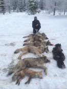 Justin Taylor on his very successful wolf trap line
