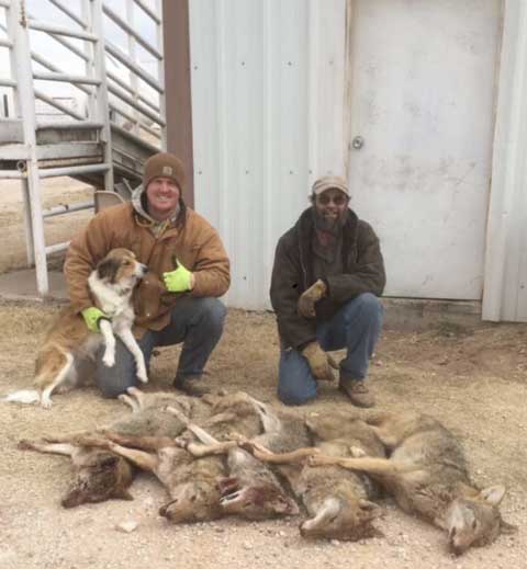 Jesse Blumer and Dennis Junkins of Oklahoma with a good catch of coyotes