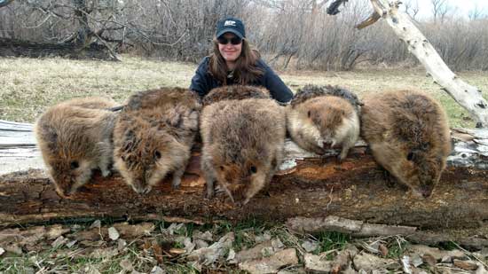 Mary Steele with a brace of Montana beavers and muskrats. 