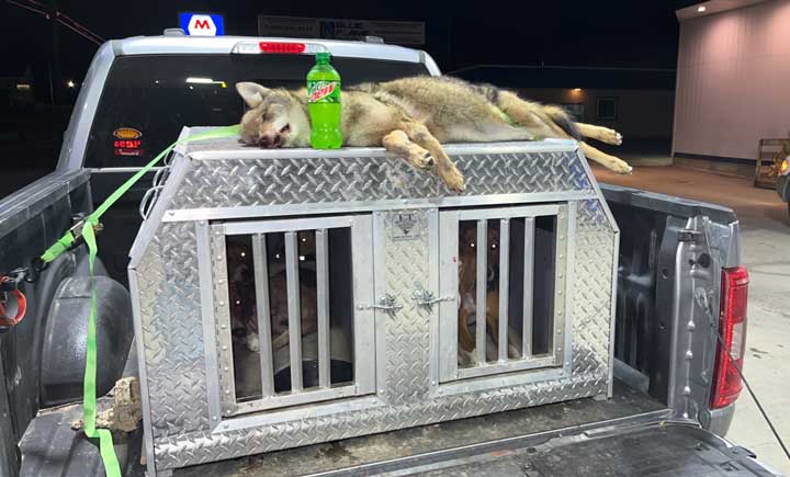 Hank Goodchild and his running walkers with a Michigan coyote 