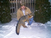 Al Schultz with a Michigan grey fox