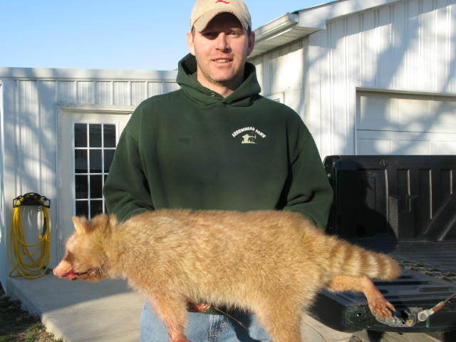 Corey Knochel with a snared cinnamon raccoon from Kentucky