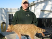 Corey Knochel with a snared cinnamon raccoon from Kentucky