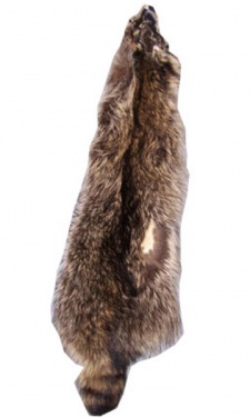 Raccoon Training Drag