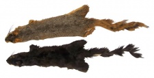 Squirrel Training Drag
