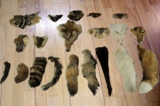 Tanned Faces and Tails