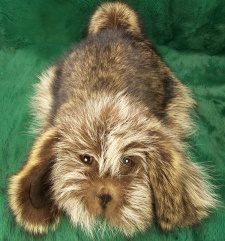 F&T Northern Classics Raccoon Fur Hound Puppy