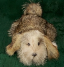F&T Northern Classics Coyote Fur Hound Puppy