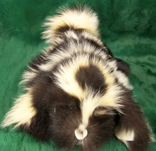 F&T Northern Classics Skunk Fur Hound Puppy