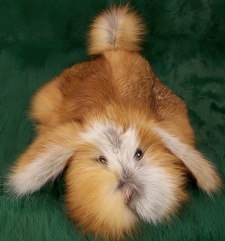 F&T Northern Classics Red Fox Fur Hound Puppy