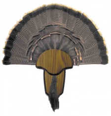 H.S. Strut Turkey Tail & Beard Mounting Kit