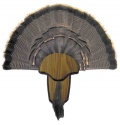 H.S. Strut Turkey Tail & Beard Mounting Kit