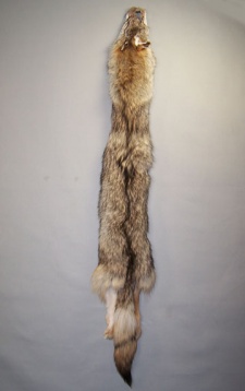 Coyote (B Grade)