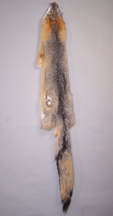 Grey Fox (B Grade)
