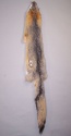 Grey Fox (B Grade)
