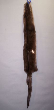 Otter (B Grade)