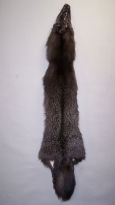 Silver Fox (B Grade)