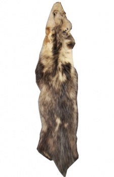 Opossum Breaking Drag